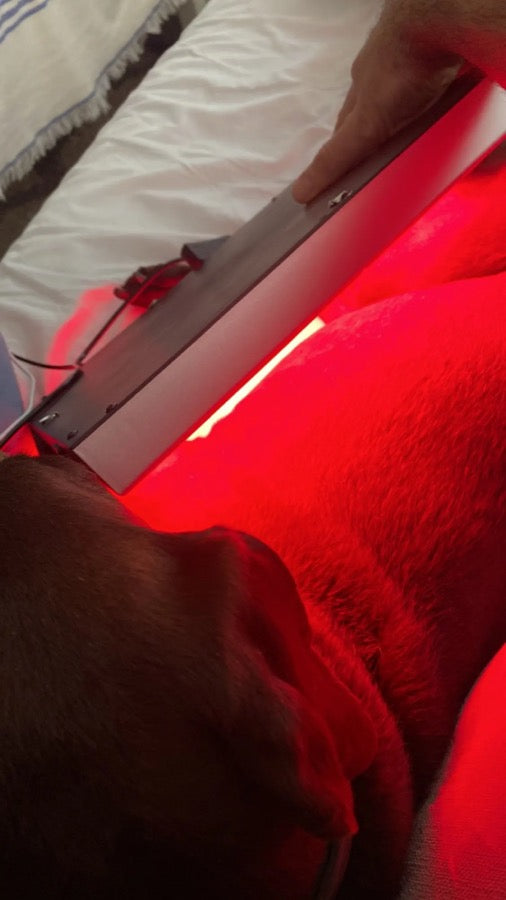 PureLight 225 panel positioned for a supervised pet session at home