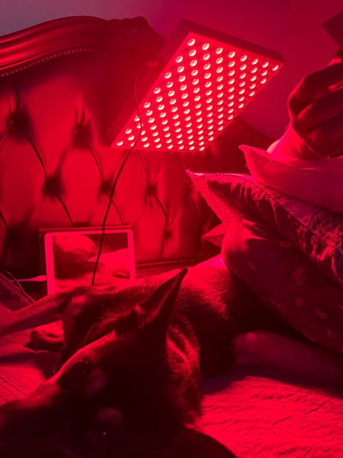 PureLight 225 red light panel used in a relaxed home sofa setup with a pet nearby